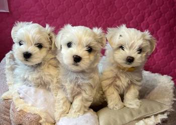 Maltańczyk z rodowodem