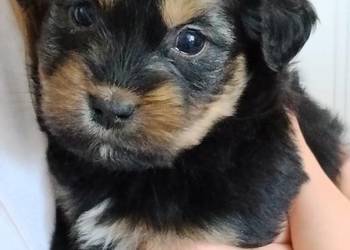 Suczka od matki shih tzu