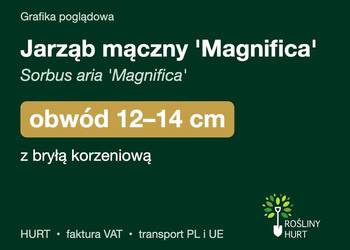 Jarząb mączny 'Magnifica' (Sorbus aria) obwód 12-14 cm, z bryłą – HURT