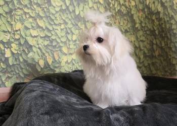 Pies Maltańczyk z rodowodem FCI