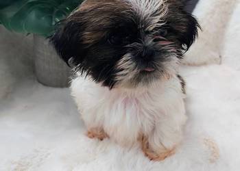 Śliczną malutka suczka shih tzu