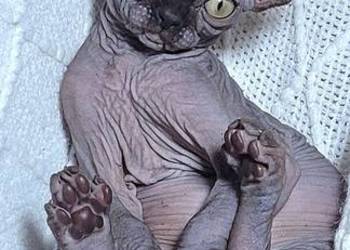 Kocurek Sfinks na Hodowle