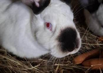 Kalifornijski samiec