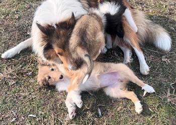 Szczenięta Owczarek szkocki