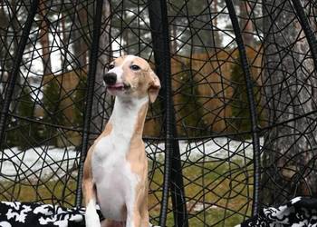 Whippet Chart Angielski