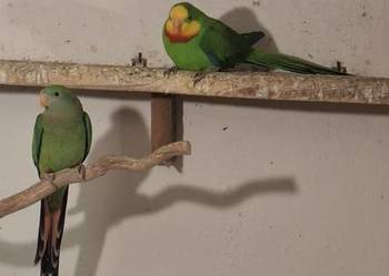 Papugi