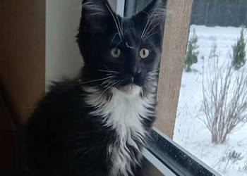 PORFIRION kocurek MCO