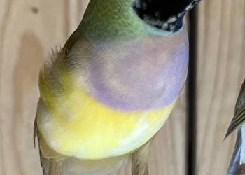 Amadyna wspaniała - samiczka 2025r