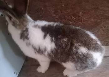 Sprzedam młodego samca mieszaniec z szrokaczem