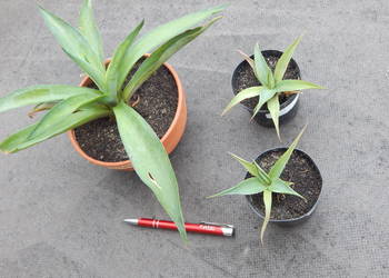 Ładna agawa - Agave desmettiana Jacobi - sadzonka