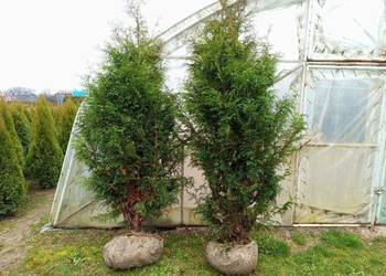 Thuja Plicata Gelderland 200-250 cm 150 zł Wrocław