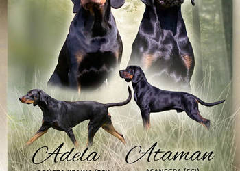 Gończy Polski z linii   Zwycięzców  Świata - zapowiedzi miotu (FCI)