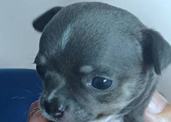 Niebieska  Ziawjskowa Dziewczynka Chihuahua