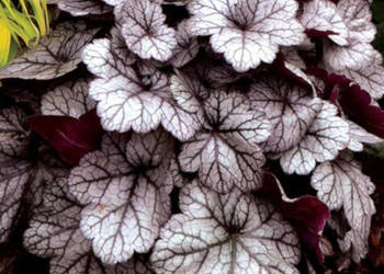 ŻURAWKA Glitter Heuchera - sadzonki w doniczkach !