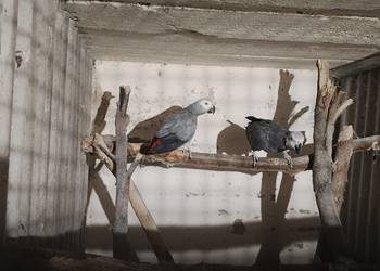 Dorosłe pary hodowlane żako kongijskiego