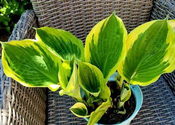 Hosta żółto zielona, 5w1, XXL,
