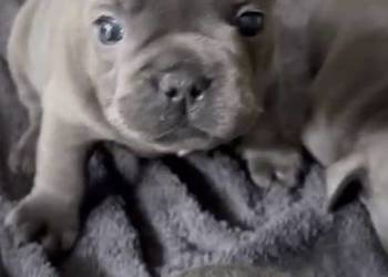 Buldog francuski buldogi niebieskie  blue