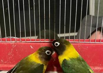 Nierozłączki para lęgowa