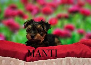 Yorkshire Terrier ZKwP FCI