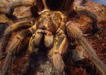 ZŁOTY ptasznik - Phormictopus auratus - SAMICA 5.5 DC