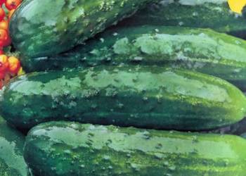 Ogórek Wschodni oryginalne w opakowaniu nasiona do kolekcji