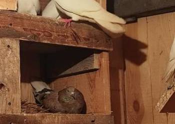 Sprzedam gołębie grybuny