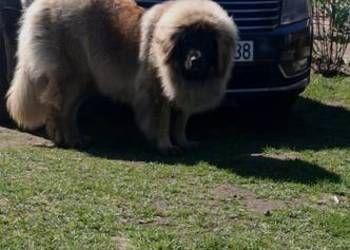 Leonberger szczeniaki