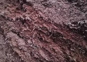 kiszonka z kukurydzy