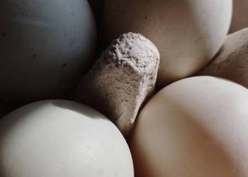 Jaja kacze - jajka wolny wybieg od szczęśliwych kaczek