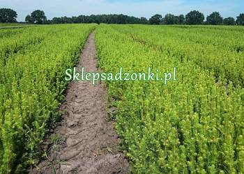 Sadzonki na plantacje choinek - świerk srebrny, jodła kaukaska i inne
