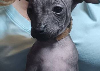 Nagi pies meksykański, Xolo, Xoloitzcuintle