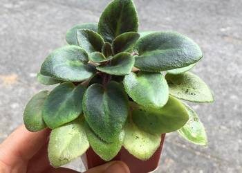 Fiołek Saintpaulia Dangerous nr 6 miniatura