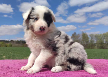 Cudowny Border Collie blue merle, pies z hodowli, pełna dok.