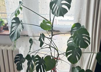 Monstera żywa