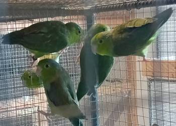 Wróbliczki zielone 2025