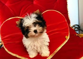 Mini samczyk Leo Biewer Yorkshire terrier do 1,50kg