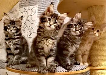 Olbrzymie kociaki Maine Coon