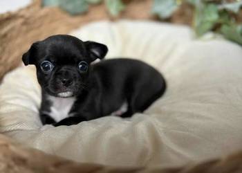 Suczka Chihuahua Czarna z białymi znaczeniami