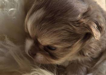 Chihuahua Biszkoptowy piesek Xxs ***