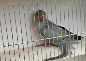 Aleksandretta stalowo/zielona GO 2025 r