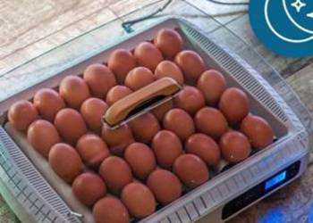 Inkubator  na 35 jaj.