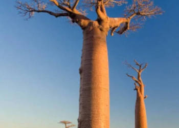 BAOBAB AFRYKAŃSKI Adansonia - sadzonki w doniczkach