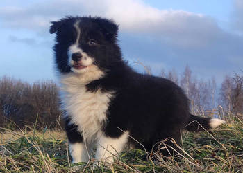 NUKA - Rasowa Suczka BORDER COLLIE z Hodowli - Szczenię z pełną dok.