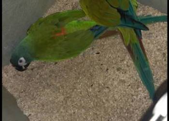 Ara Marakana Para 2022r 2022r Dorosła do Lęgów