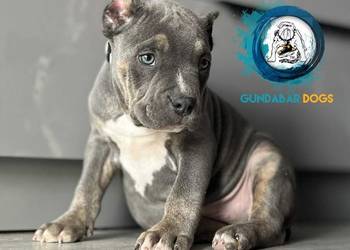 American Bully ABKC Pies