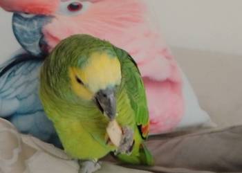 Amazonka niebieskoczelna