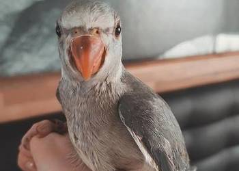 Aleksandretty pupil domowy