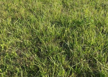 Oferta sprzedaży gruntu 300m2 Pleśna