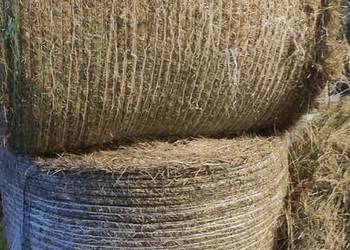 Siano w belach drugi pokos