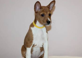 Szczenięta Basenji FCI